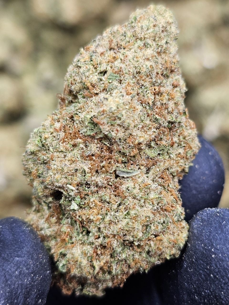 lemon pie THCa Flower