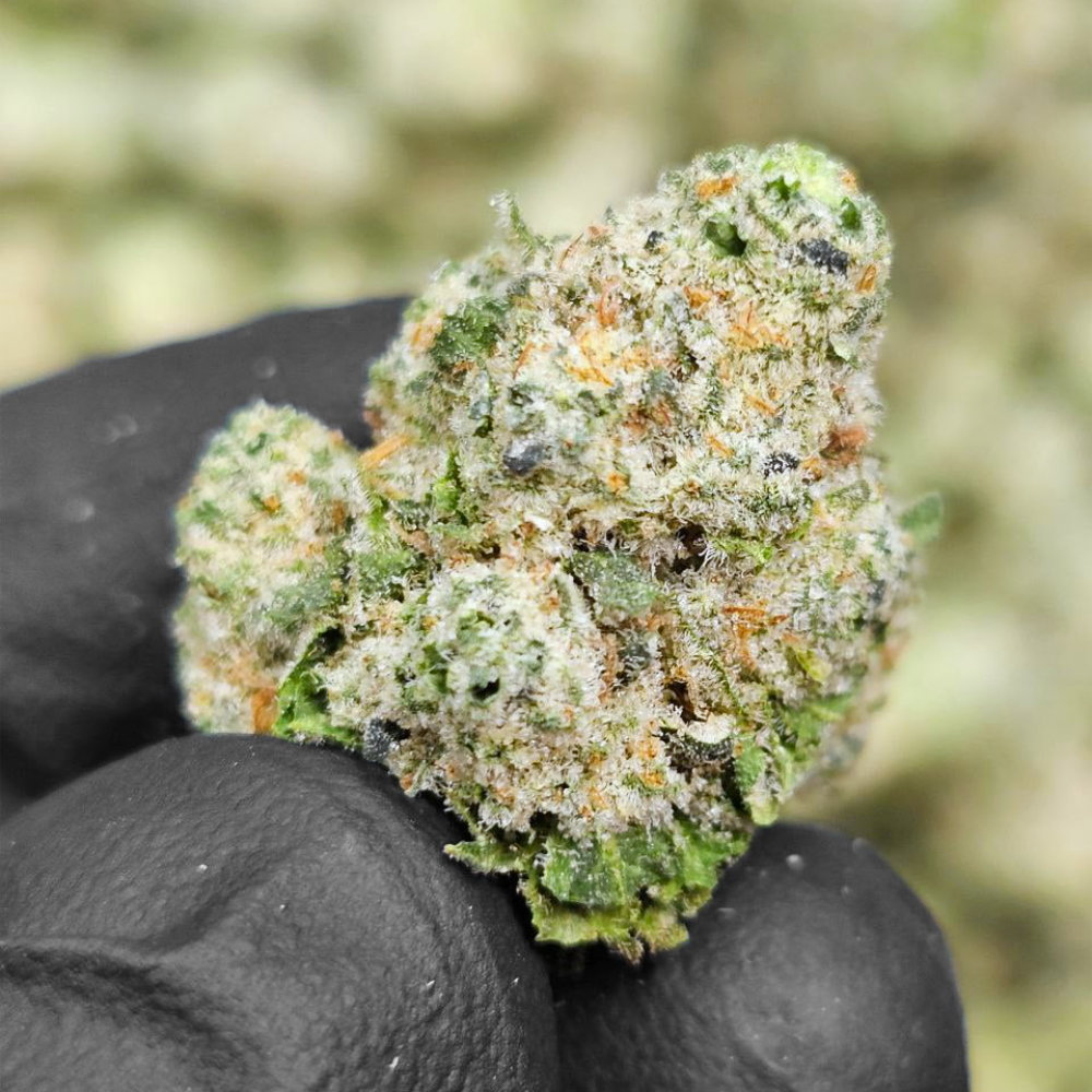 mango dream smalls THCa Flower