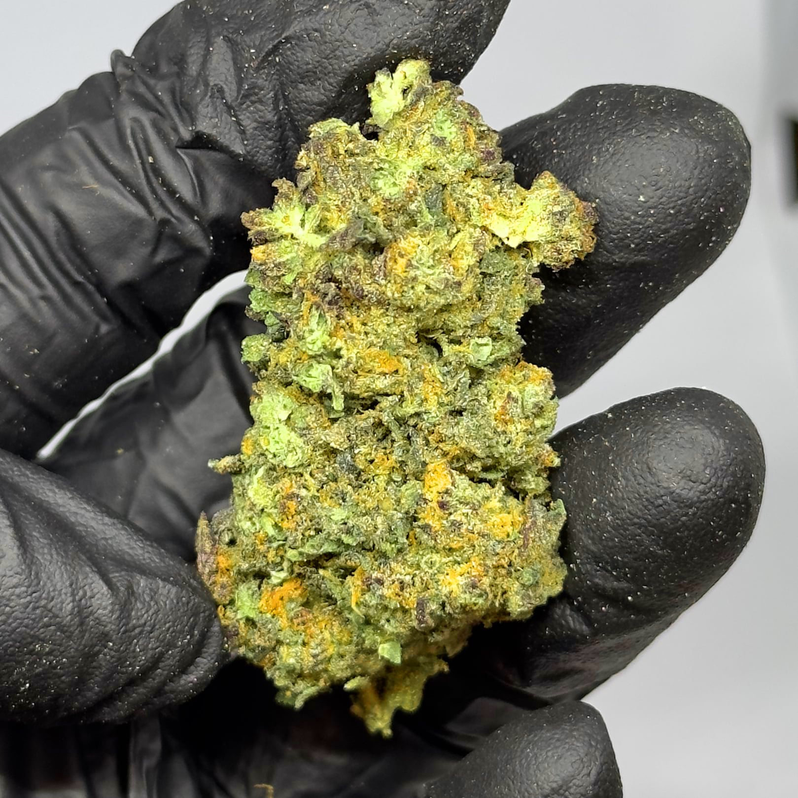 black biscotti THCa Flower