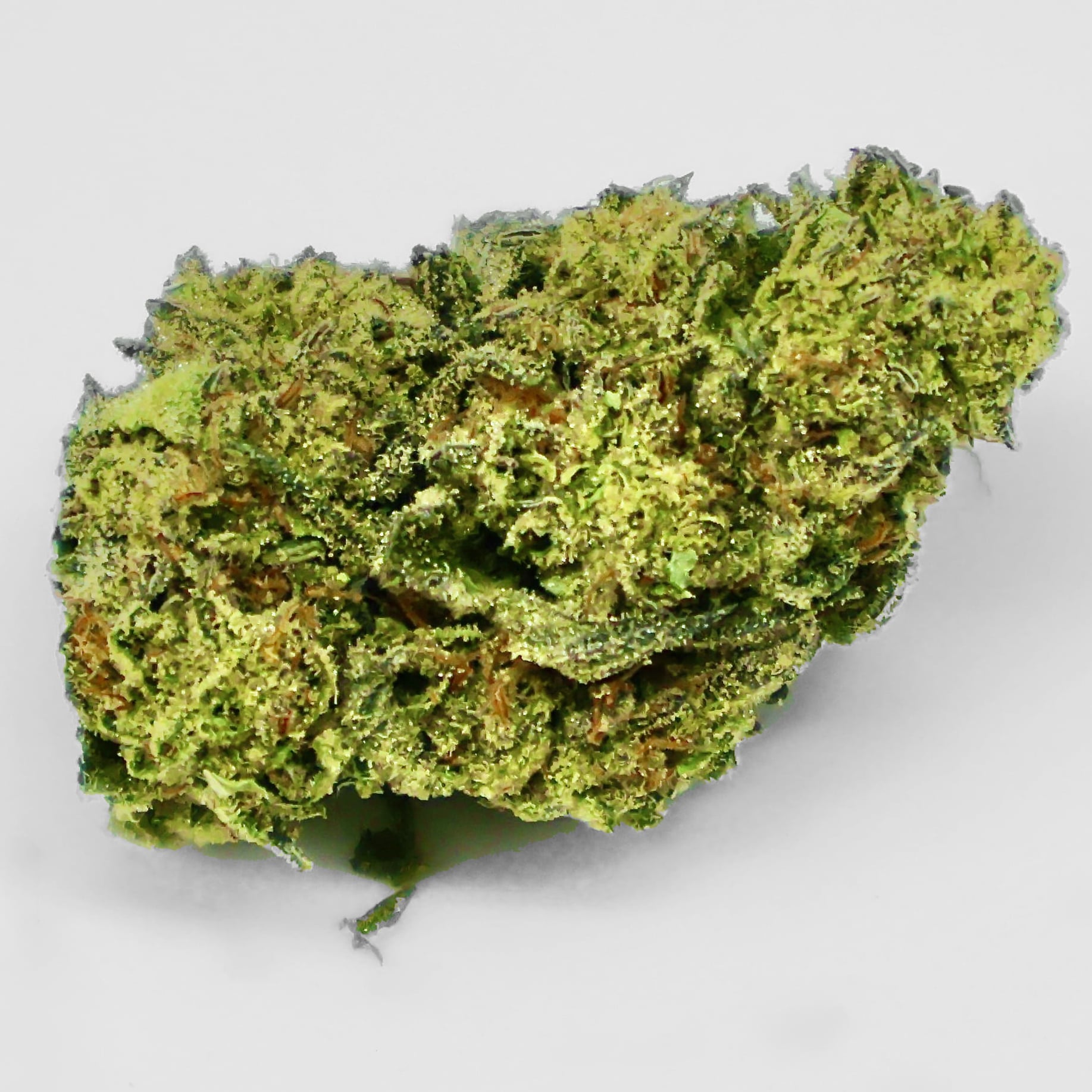 golden cash THCa Flower