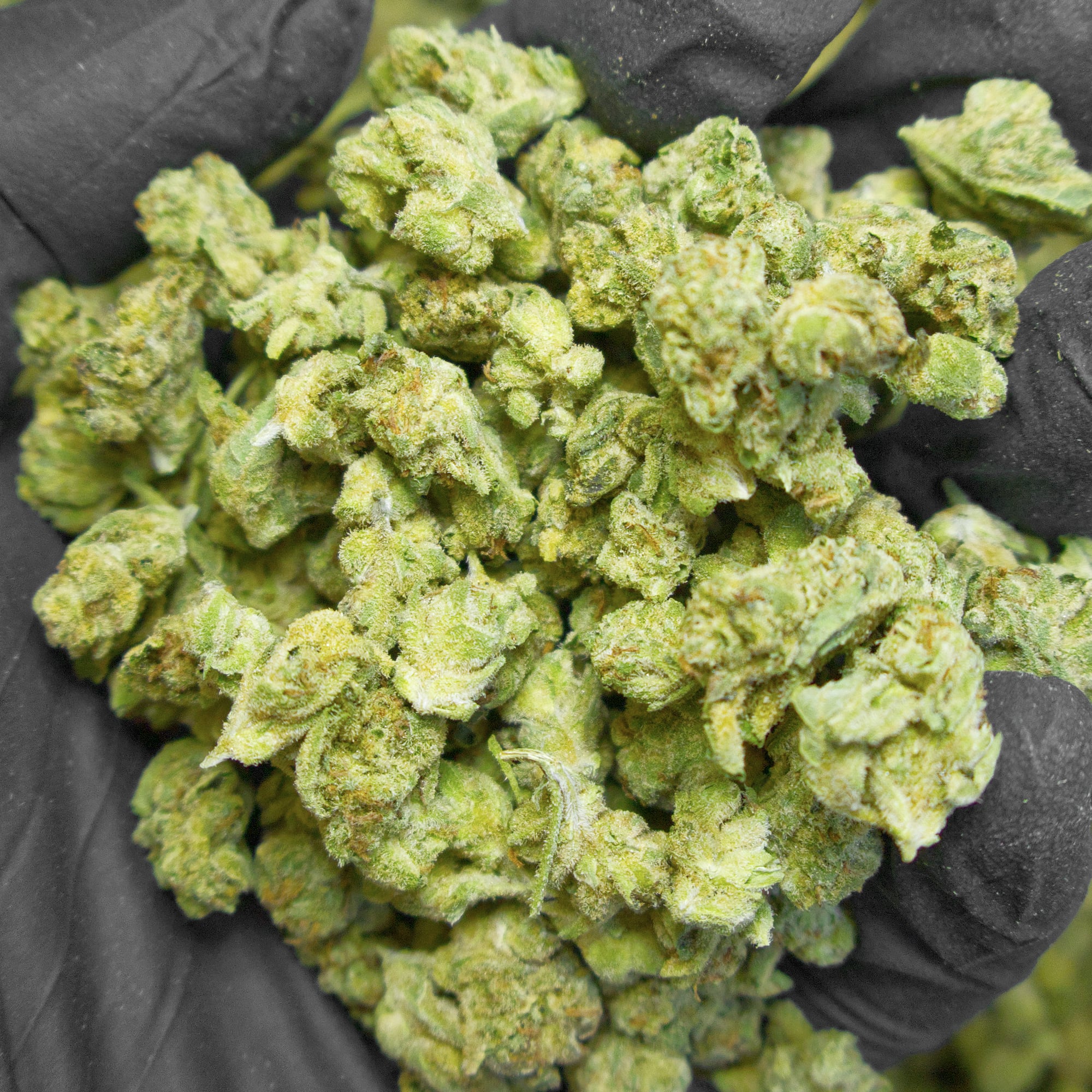 cheetah piss THCa Flower