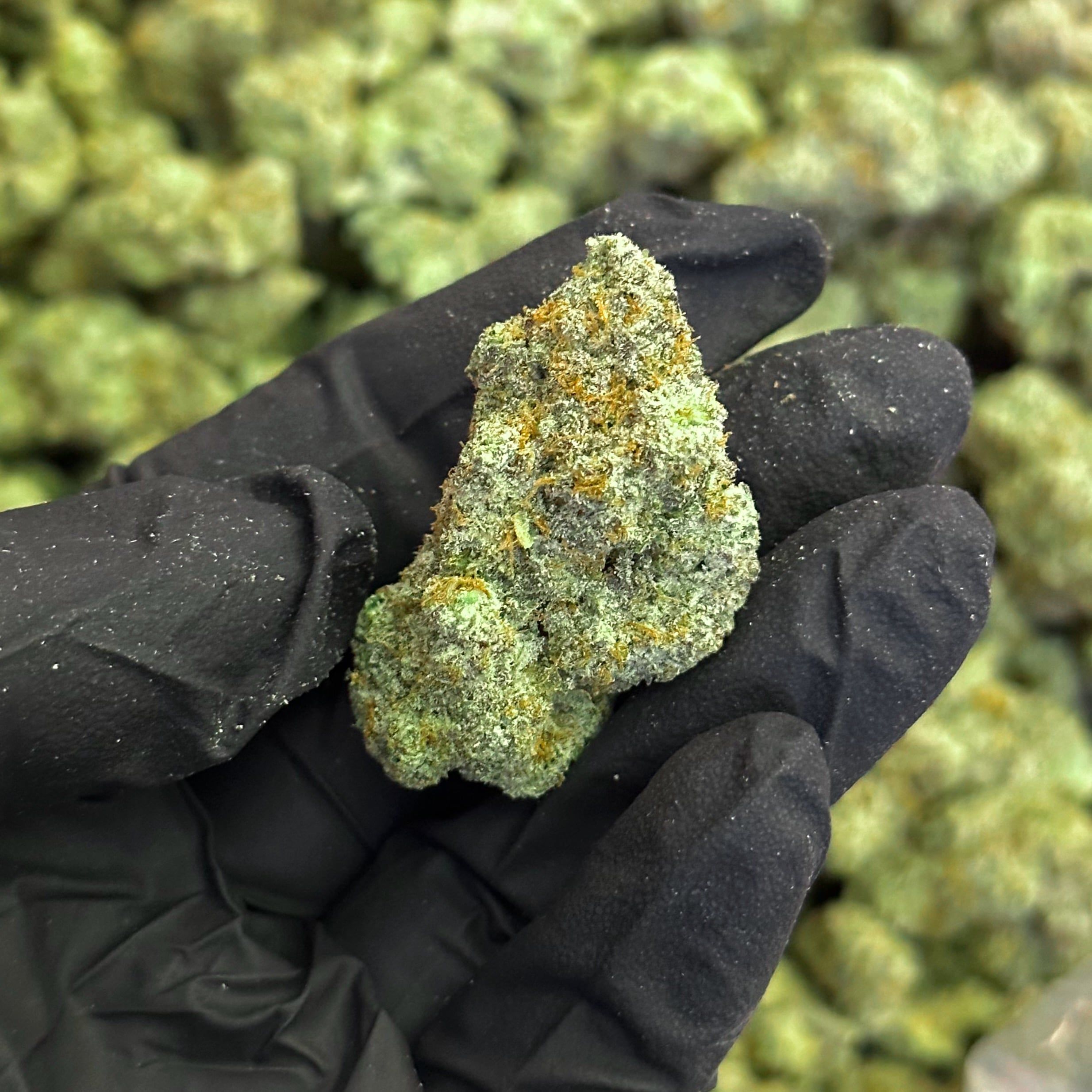 night moves THCa Flower