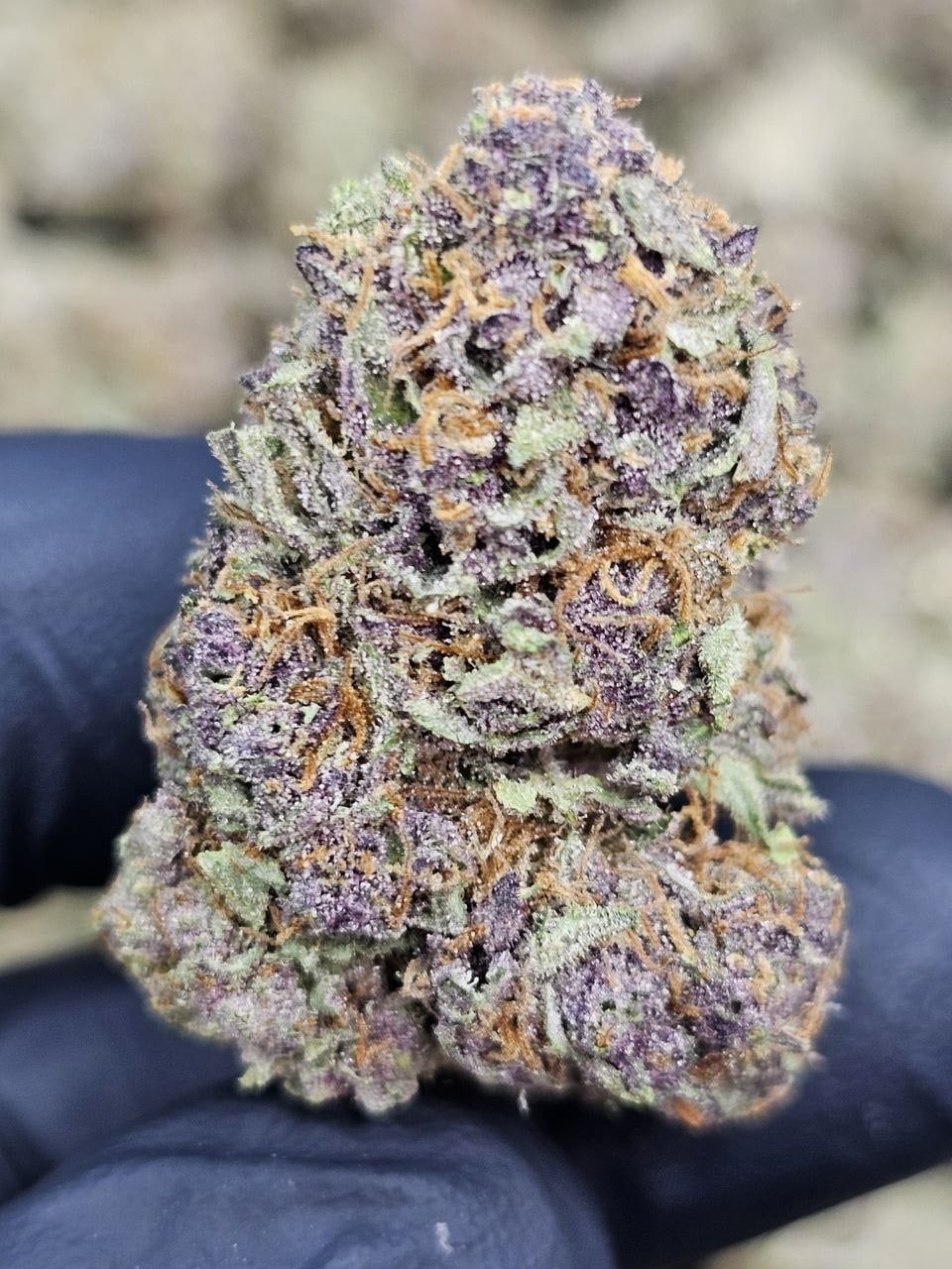 tropicana gelato THCa Flower